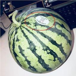 景德镇网红吃瓜事件视频,揭秘网络热议背后的真相