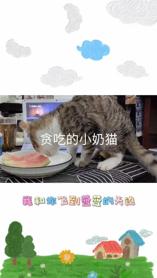 网红小奶猫吃瓜视频,萌态可掬，萌翻网友心